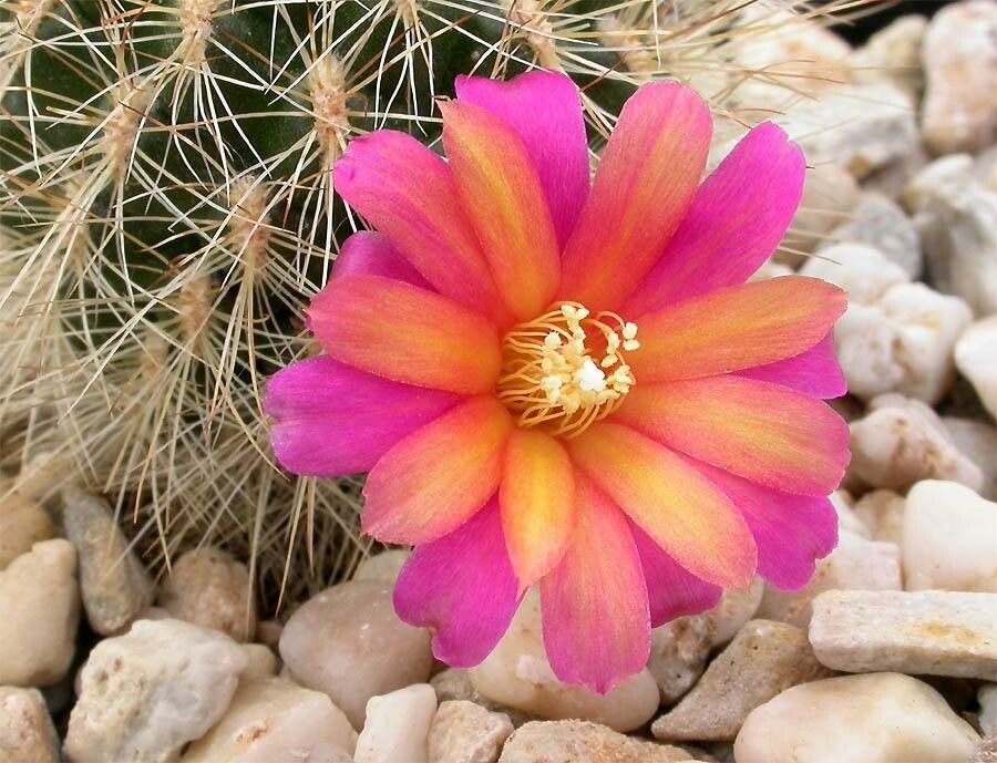 Rebutia cylindrica flower