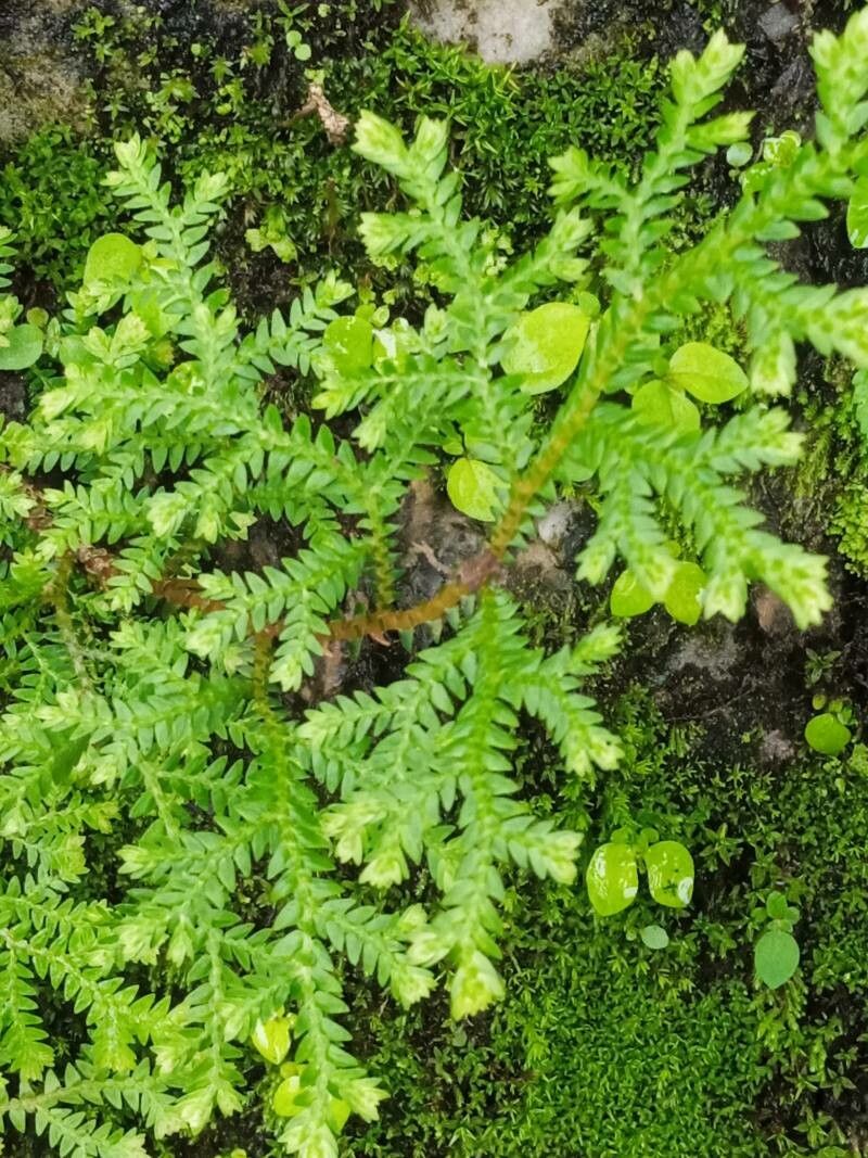 Selaginella obtusa flower
