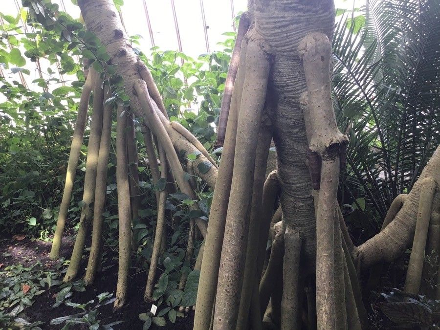 Pandanus vandermeeschii bark