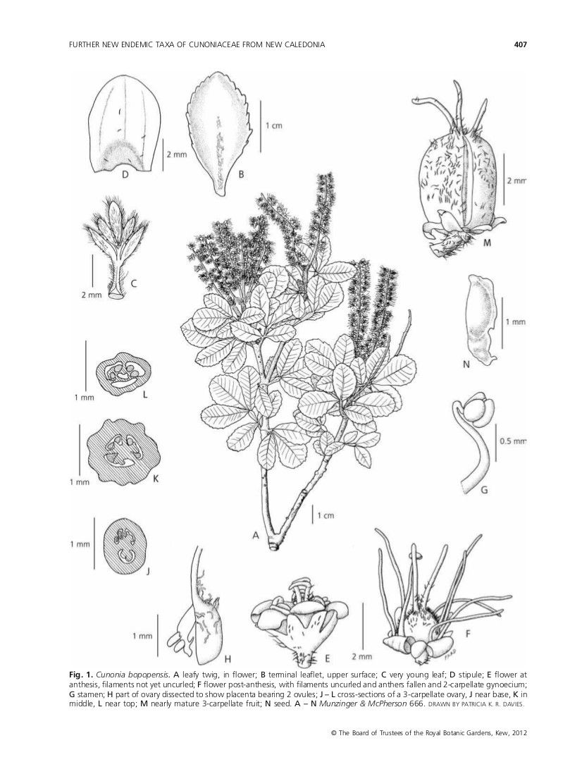 Cunonia bopopensis — related species from the same genus