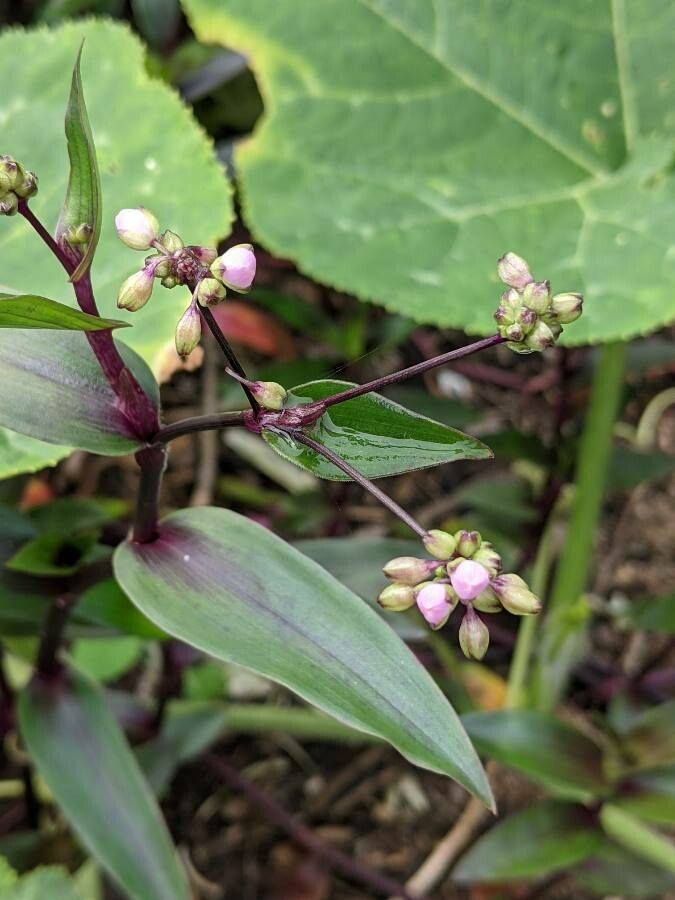 Tripogandra serrulata flower