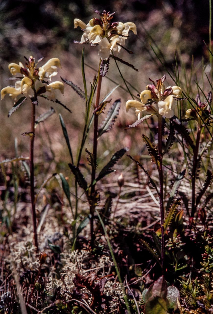 Pedicularis lapponica habit