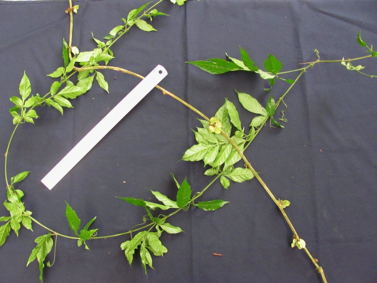 Paullinia mallophylla — houseplant care guide