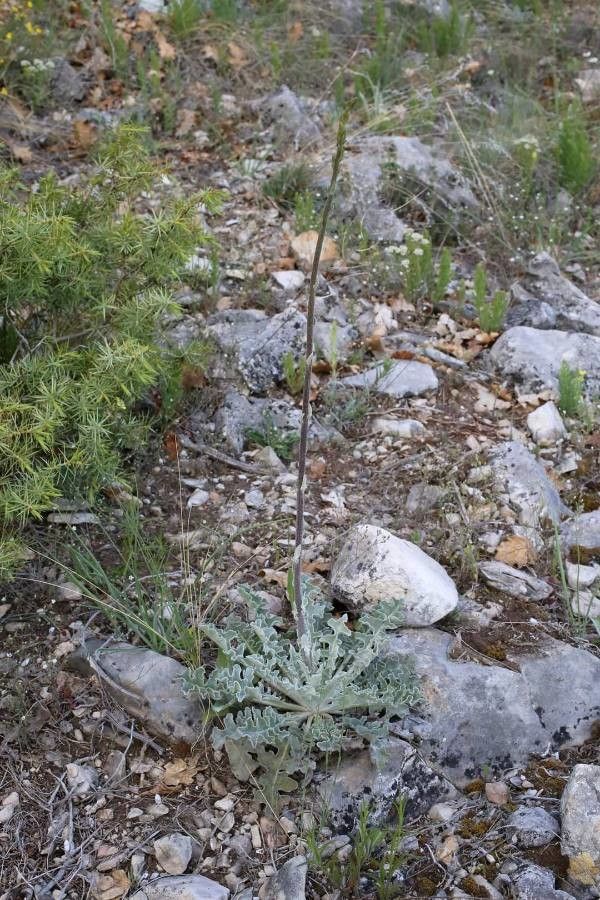 Verbascum pseudonobile habit
