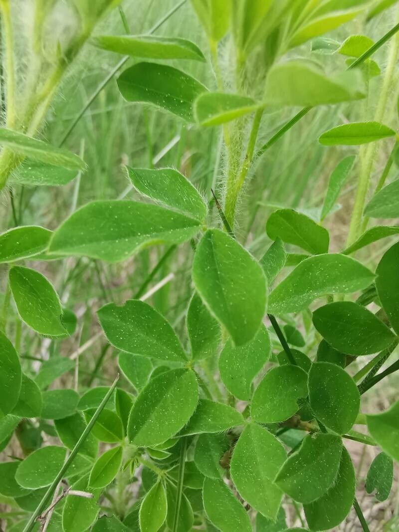 Cytisus supinus — houseplant care guide