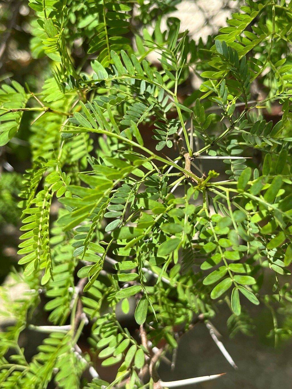 Vachellia horrida — search result for 'Mimosa'