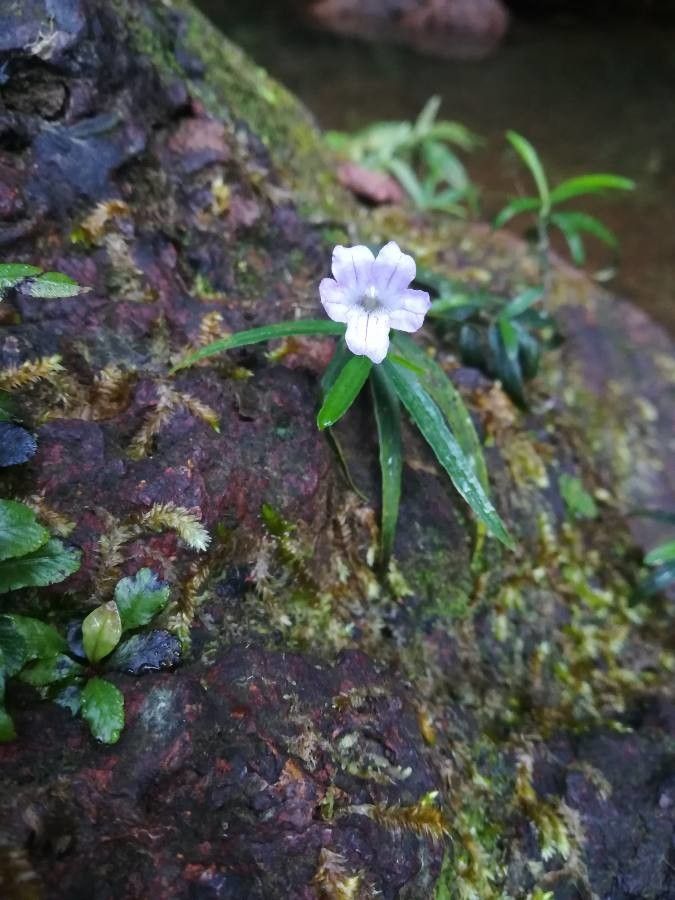 Ruellia longifolia — search result for 'Ruellia'