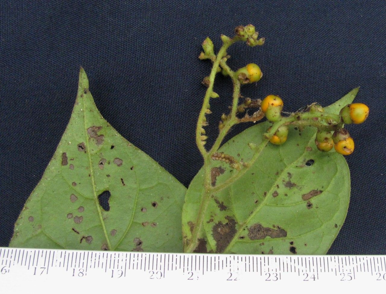 Tournefortia volubilis other