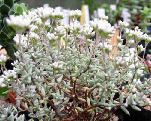 Crassula biplanata habit