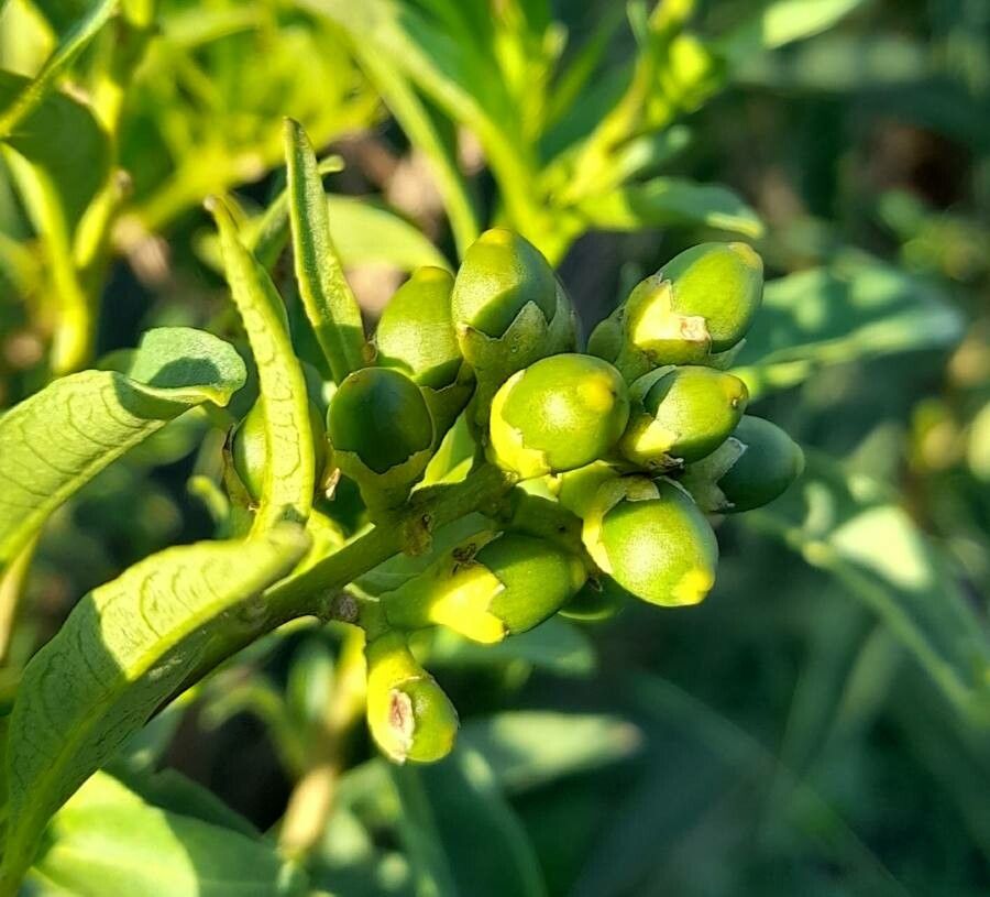 Cestrum parqui fruit