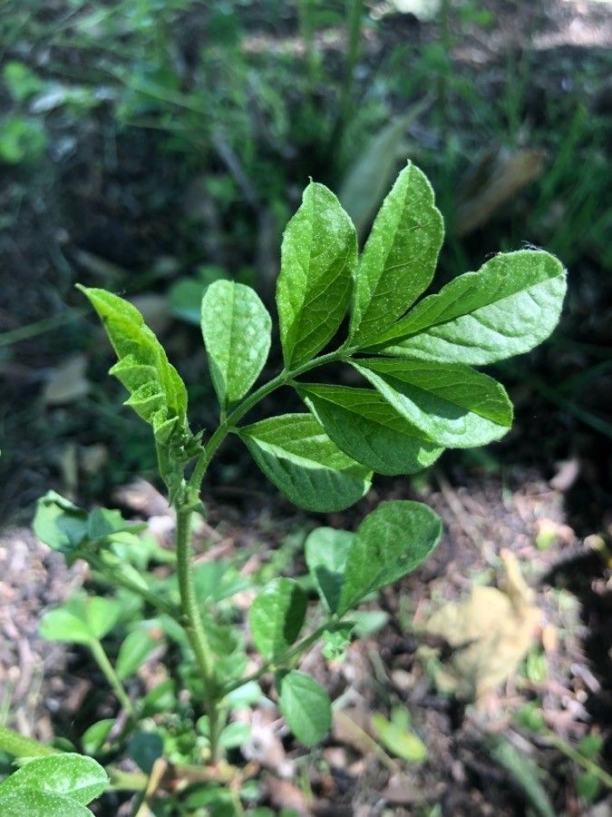 Glycyrrhiza echinata — related species from the same genus