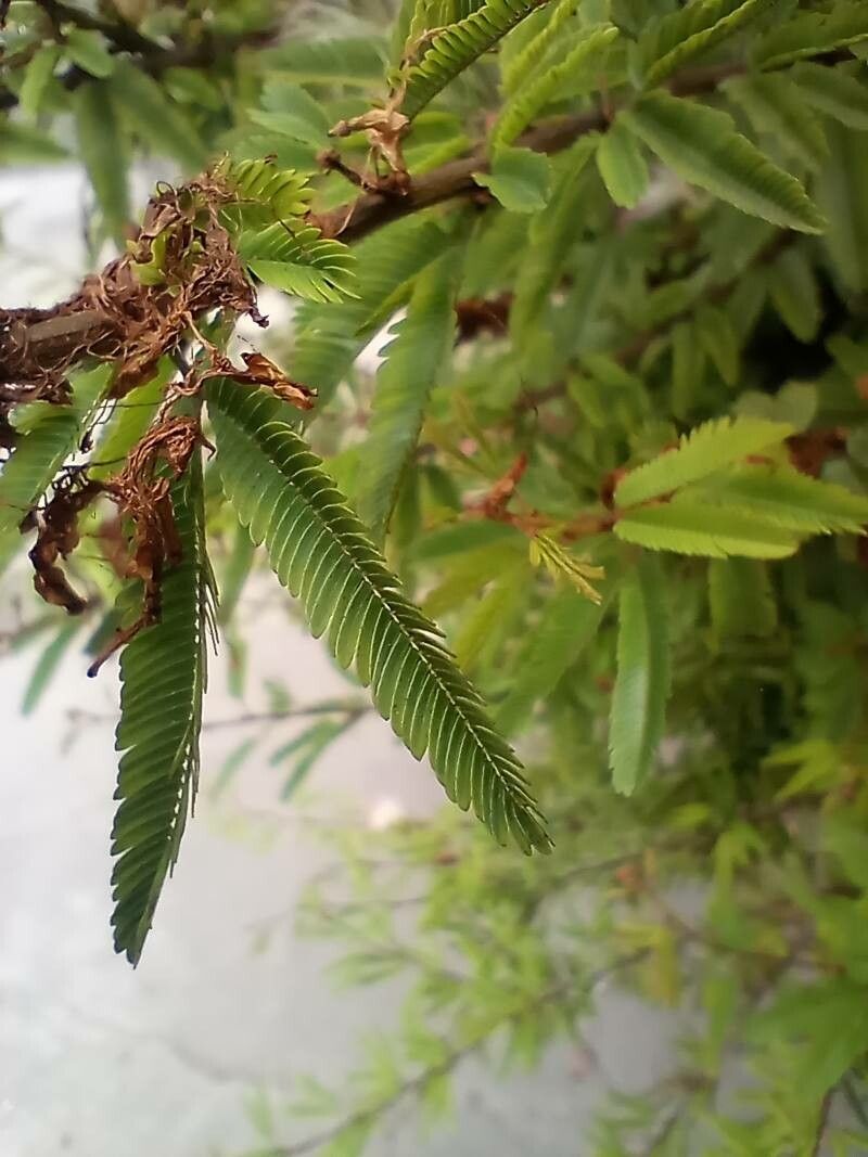 Calliandra surinamensis leaf
