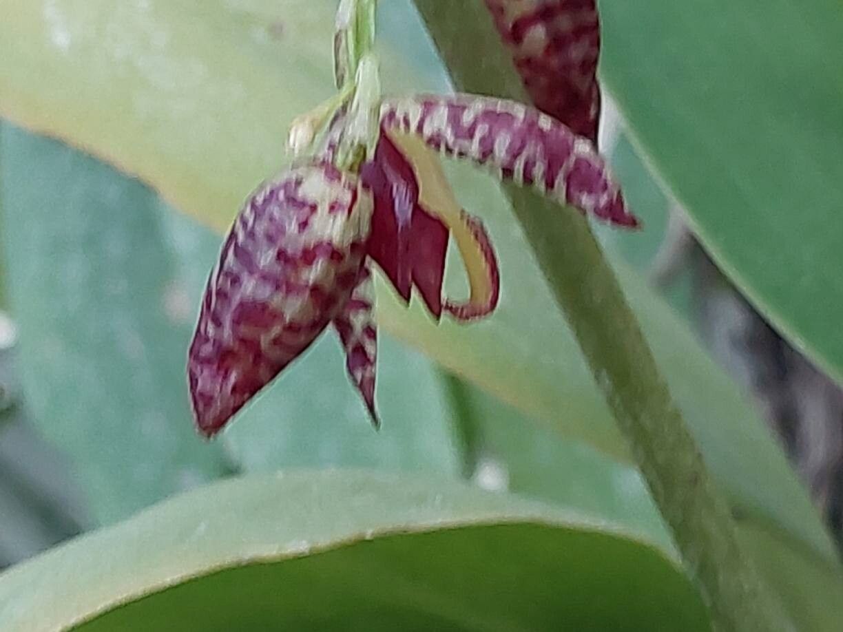 Pleurothallis restrepioides flower