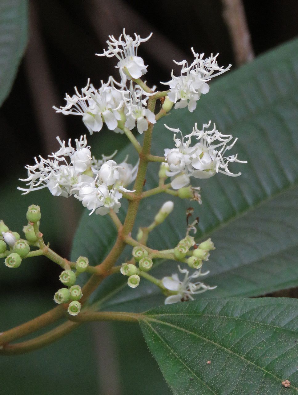 Miconia laevigata flower