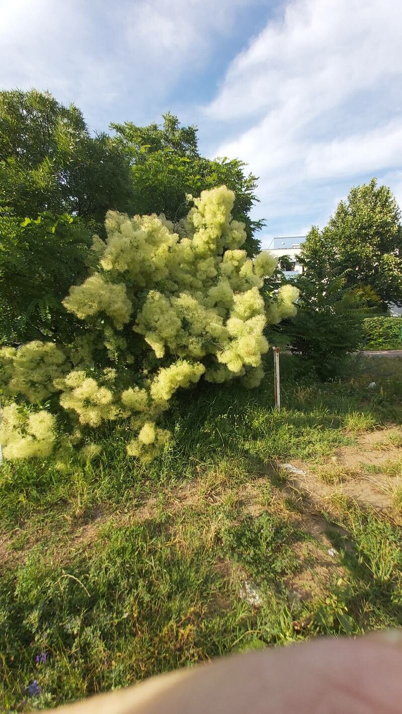 Sorbaria kirilowii fruit