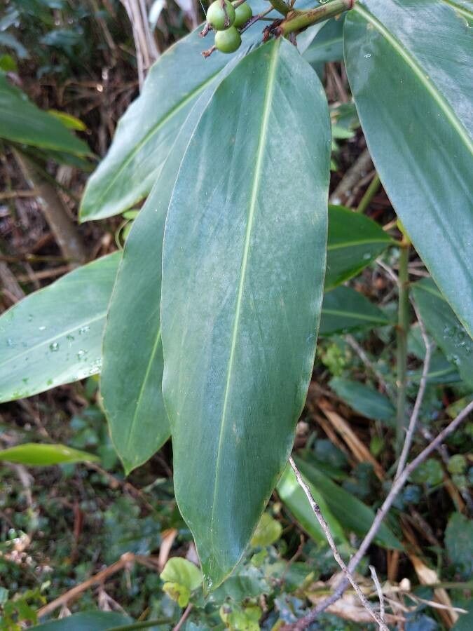 Alpinia caerulea leaf