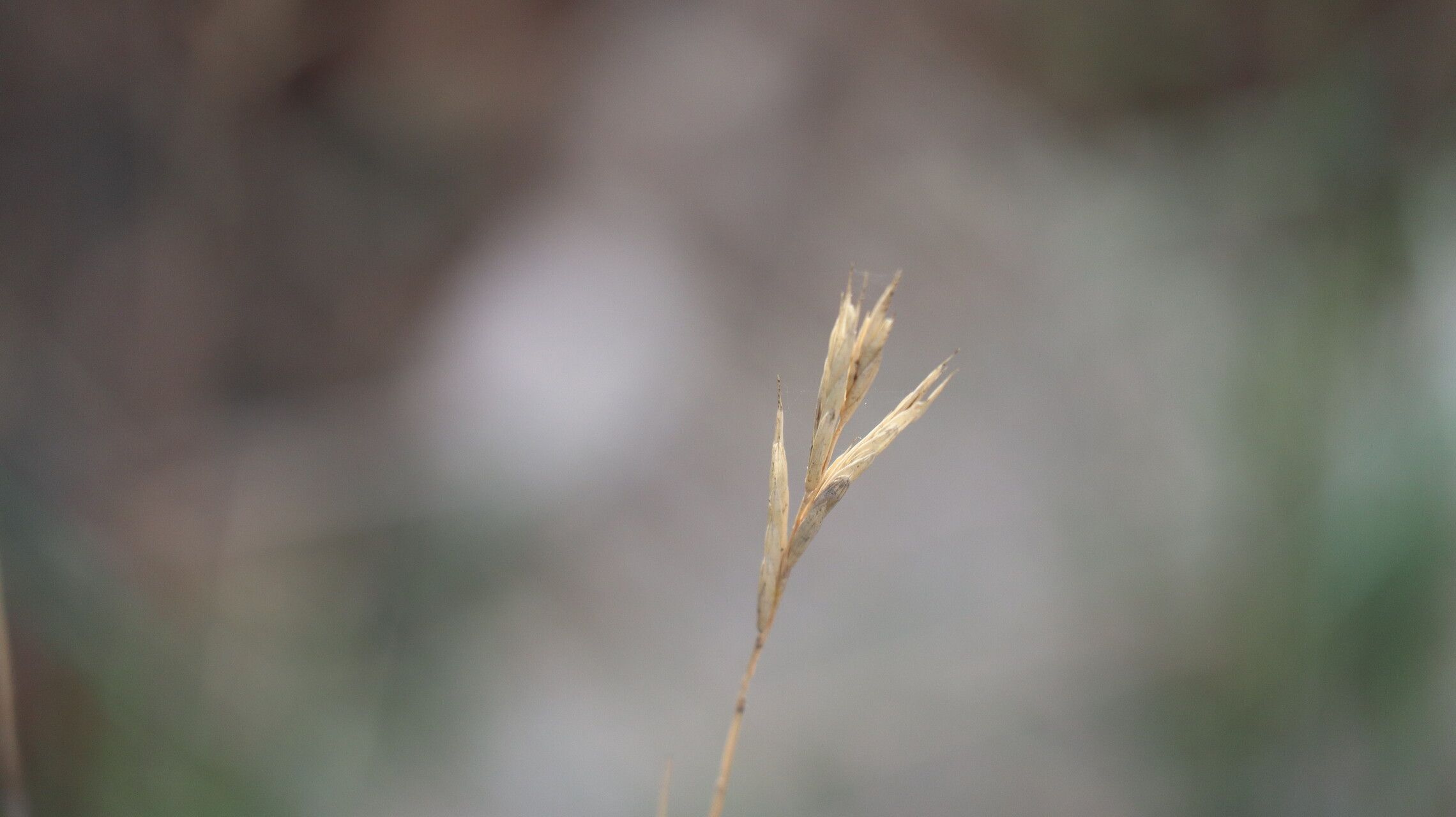 Danthonia intermedia flower