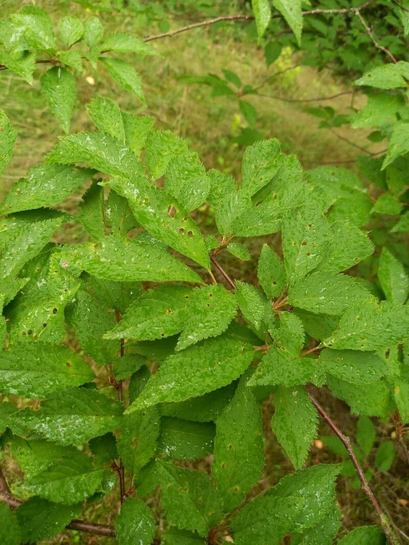 Prunus maximowiczii leaf