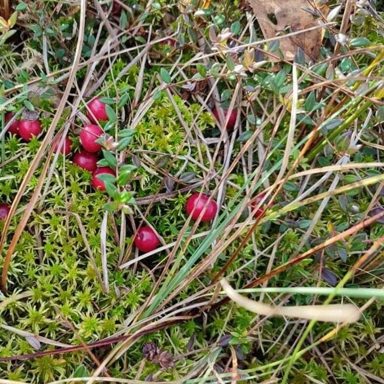 Vaccinium oxycoccos fruit