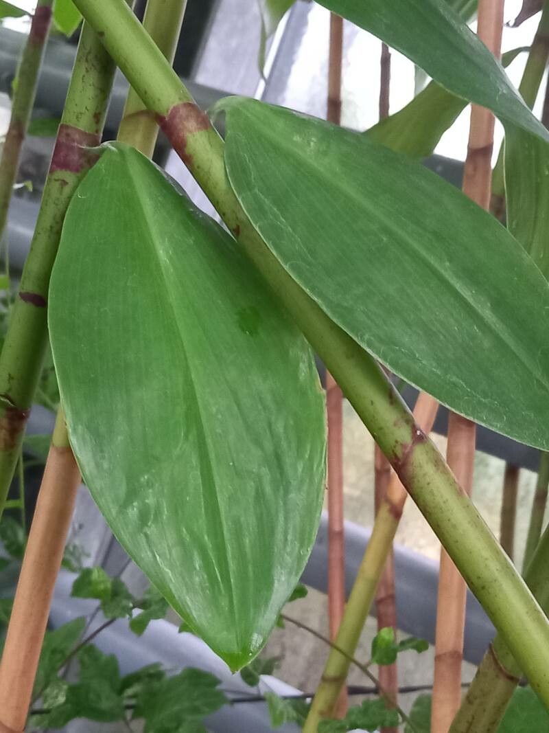 Costus afer — related species from the same genus