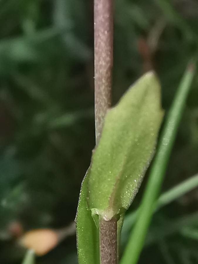 Calepina irregularis leaf