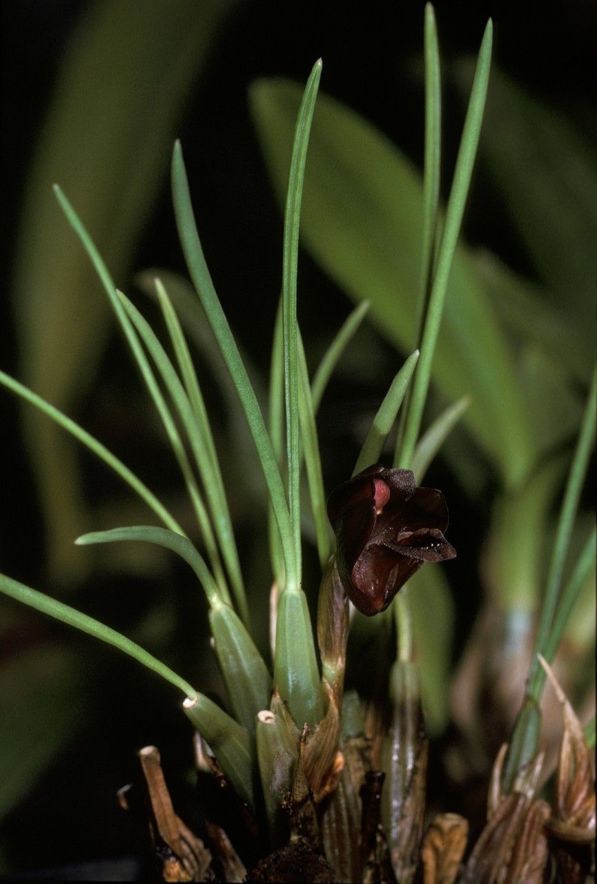 Maxillaria subulata — houseplant care guide