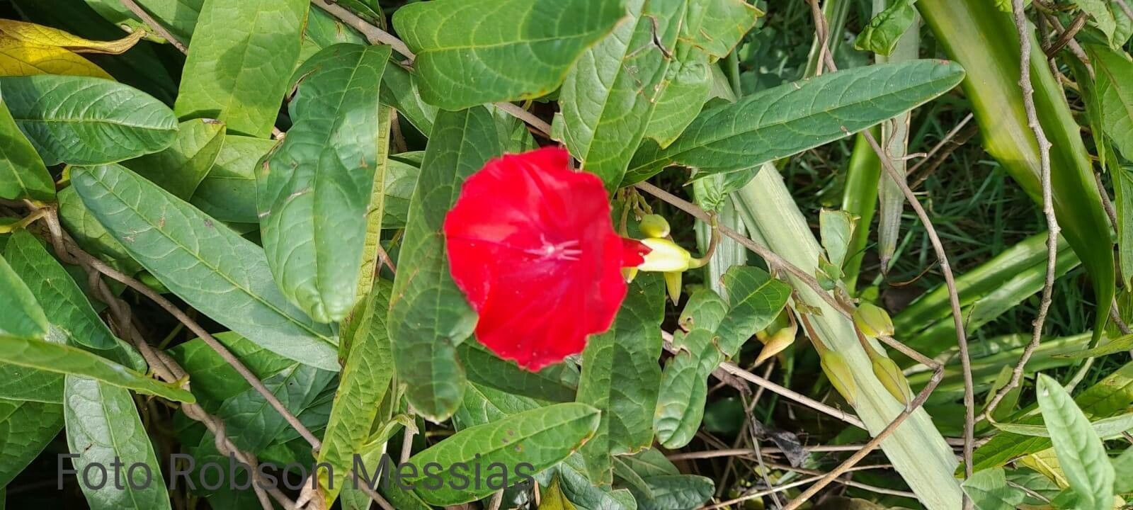 Erythroxylum ligustrinum flower