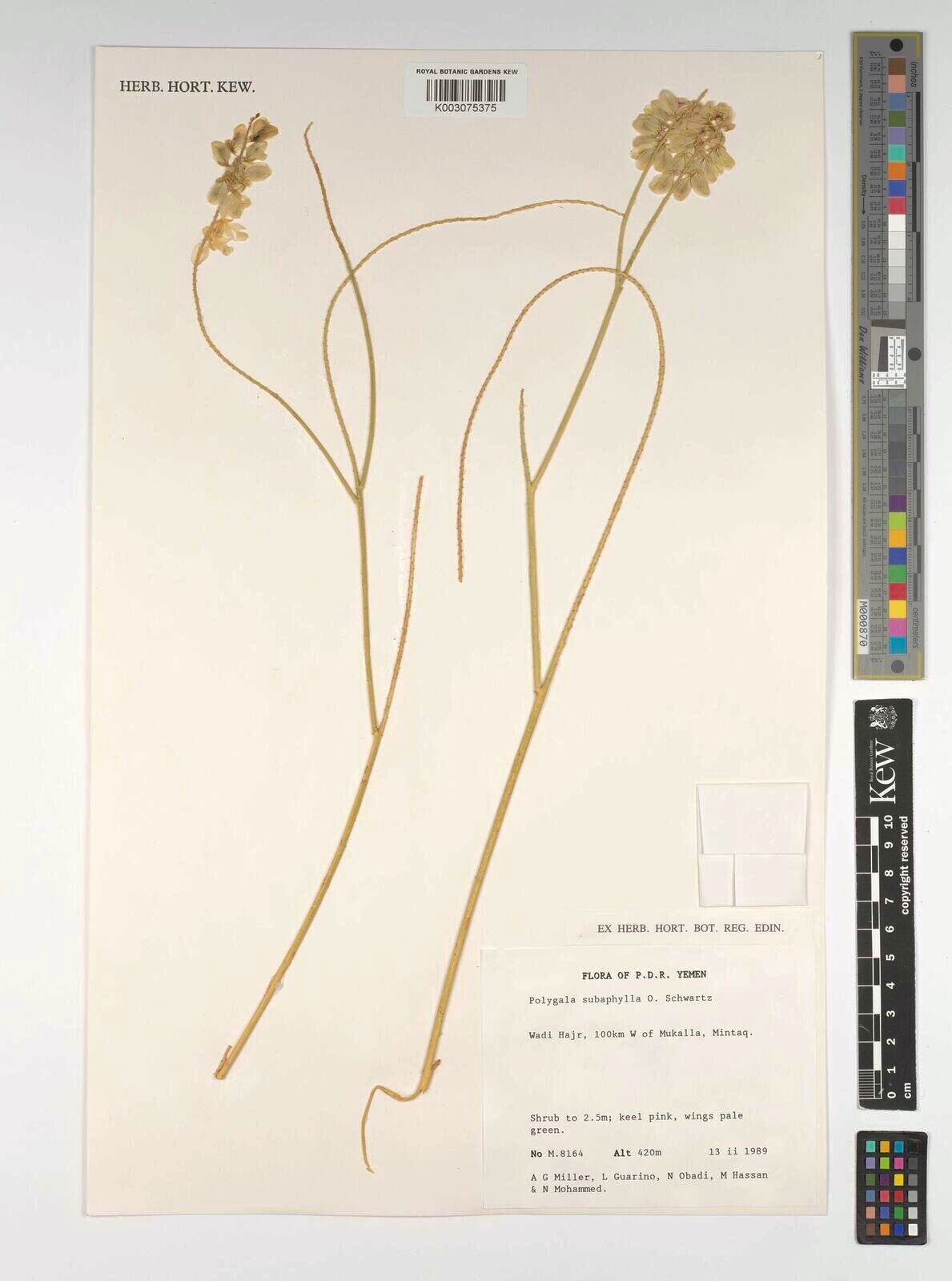 Polygala arvicola — houseplant care guide