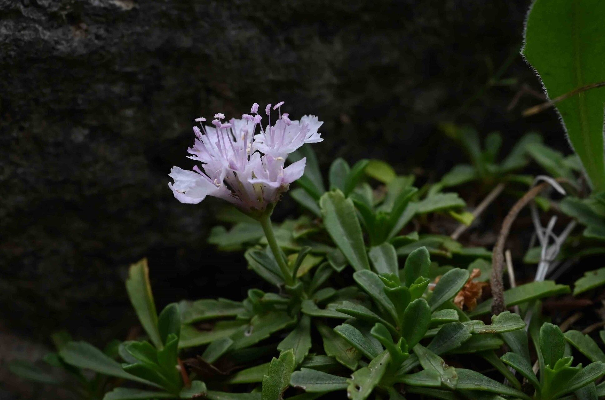 Lomelosia crenata flower