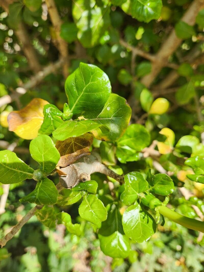 Gardenia volkensii — search result for 'Gardenia'