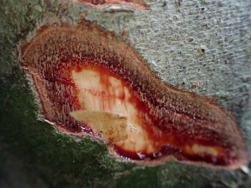 Dialium bipindense bark
