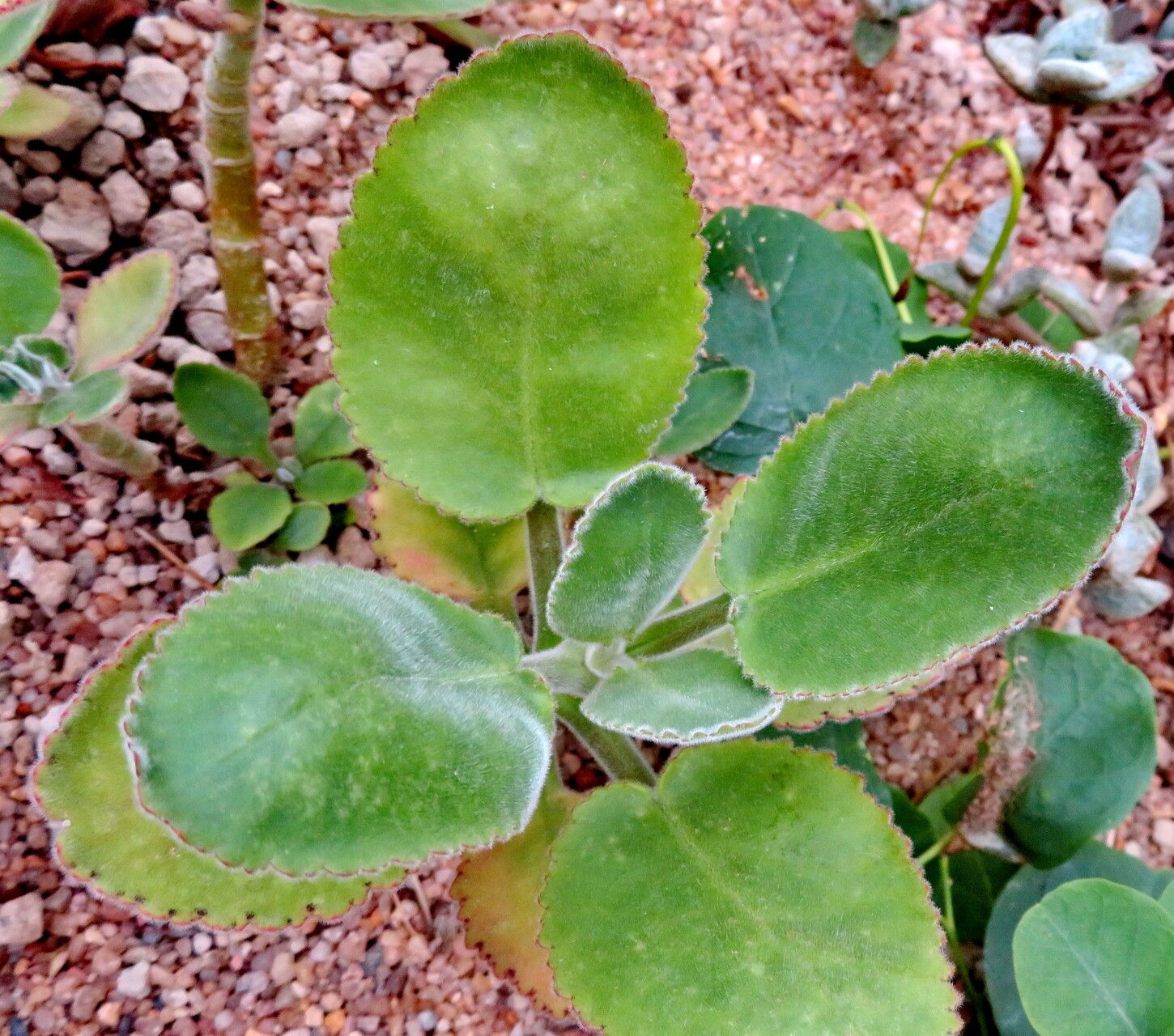 Kalanchoe jongmansii — houseplant care guide