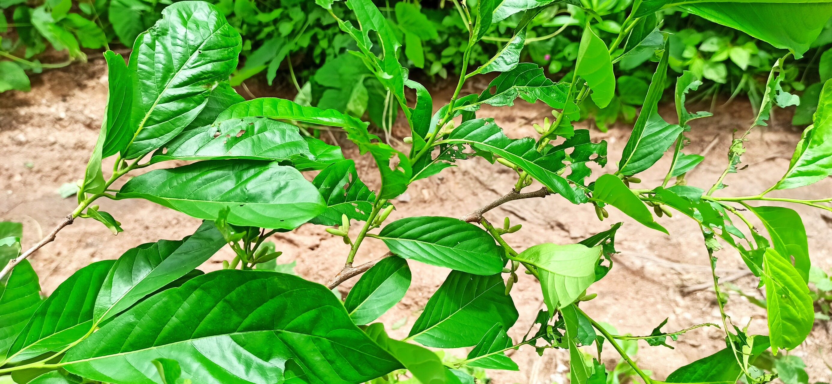 Diospyros monbuttensis leaf