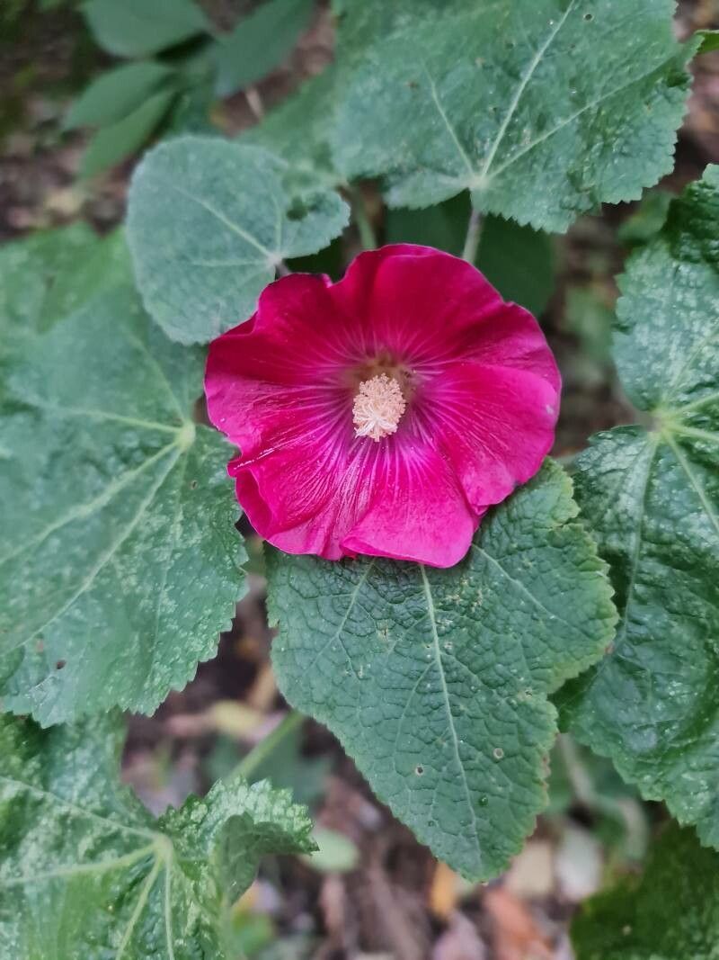 Alcea setosa flower