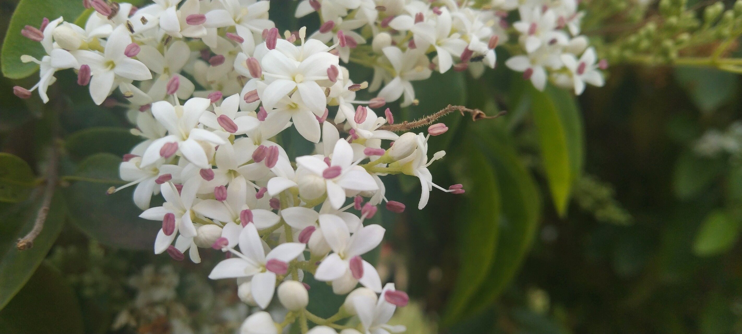 Ehretia tinifolia flower