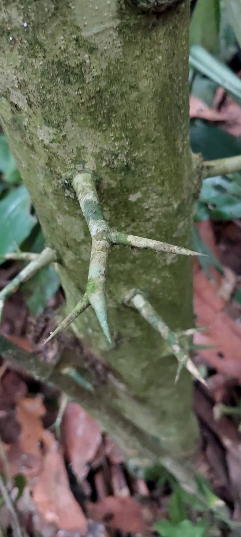 Balanites wilsoniana bark