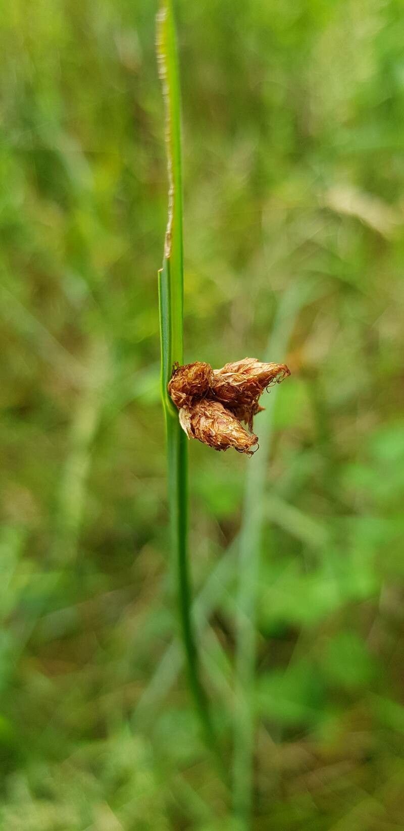 Schoenoplectus pungens flower