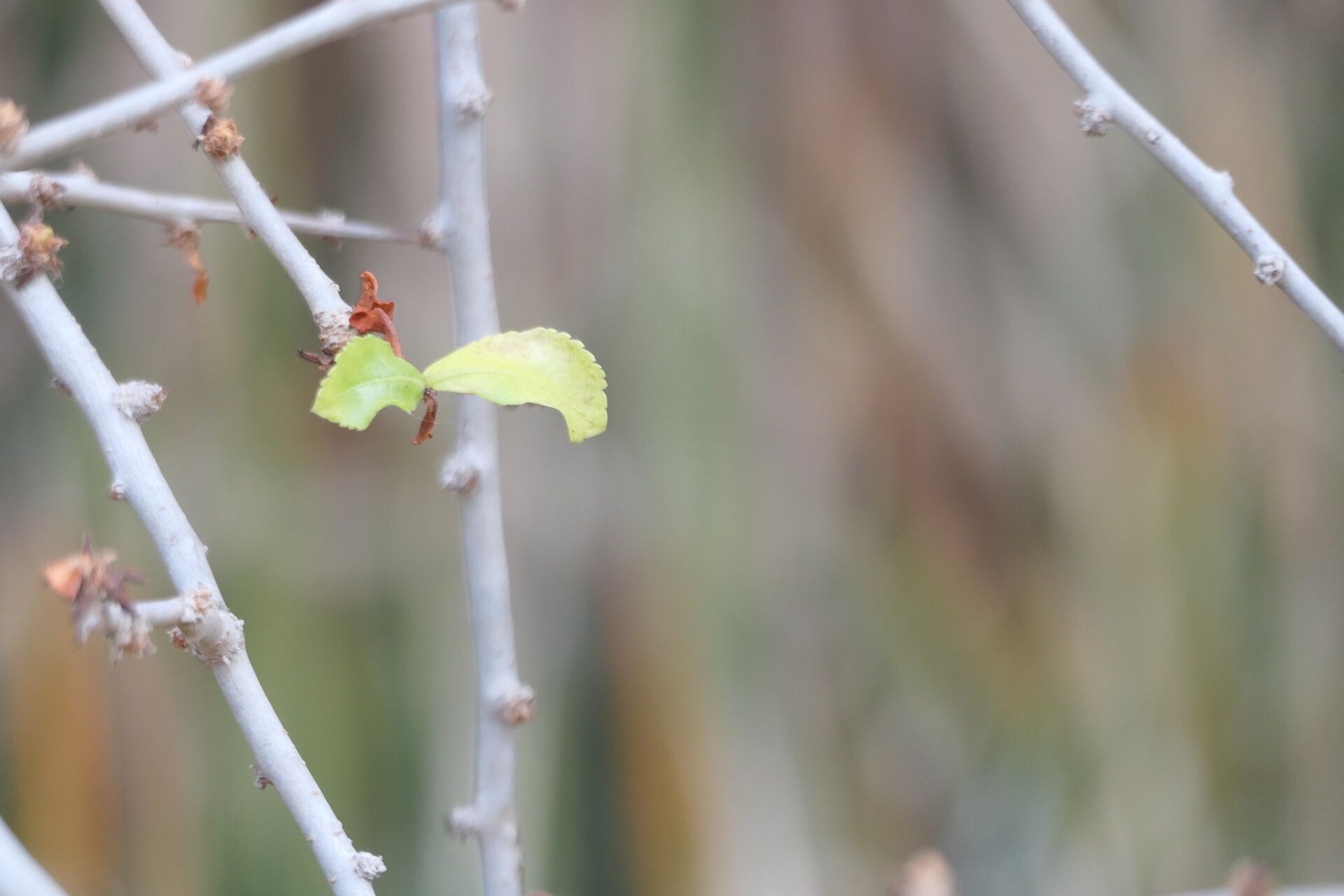 Commiphora pyracanthoides — search result for 'Somalia'