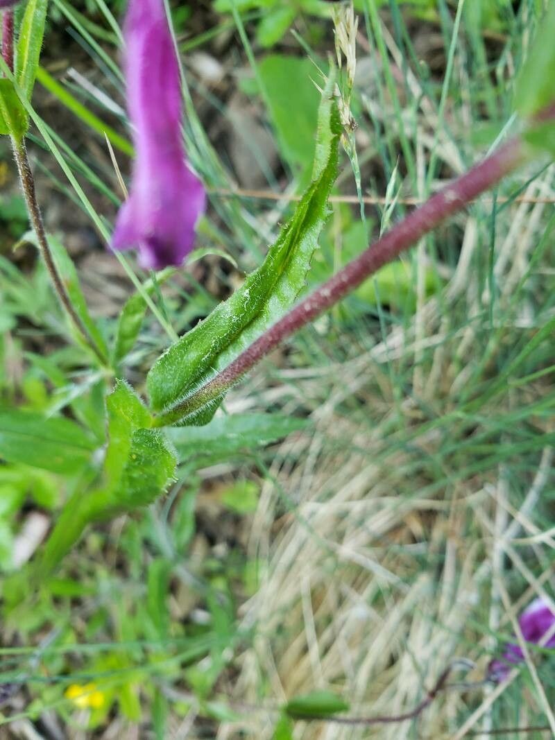 Penstemon hirsutus leaf