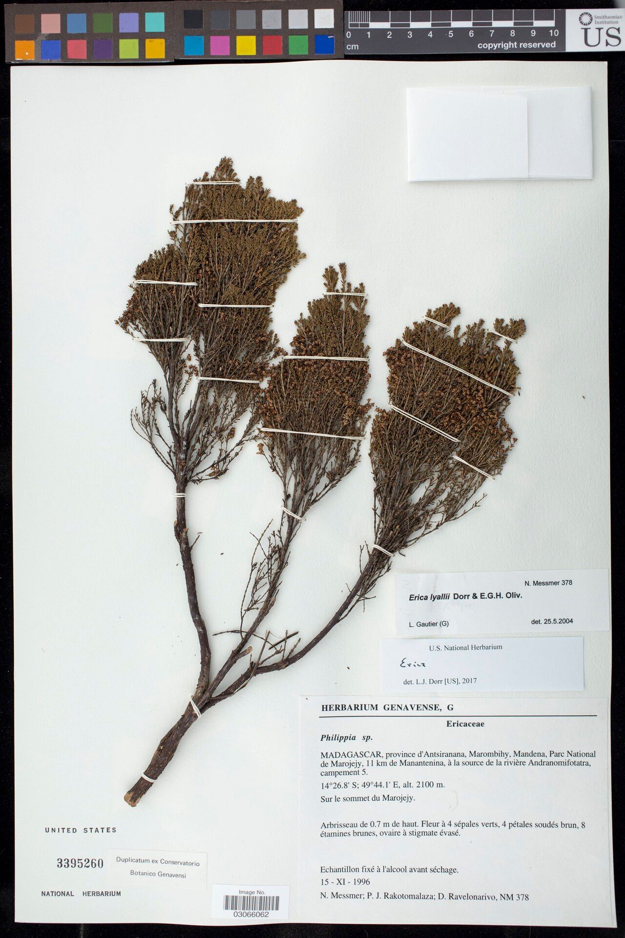 Erica lyallii — search result for 'Erica'