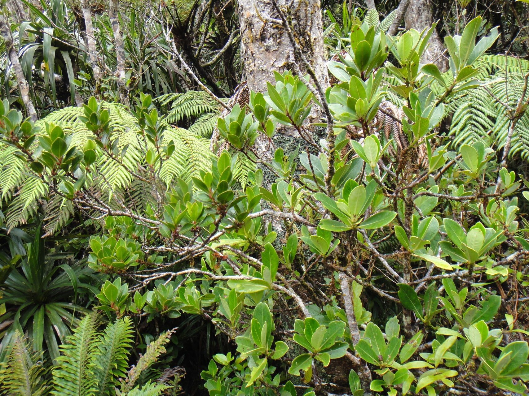 Myrsine paniensis — houseplant care guide