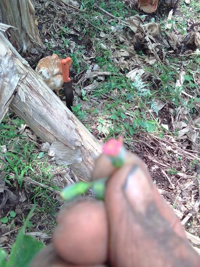 Emilia praetermissa bark