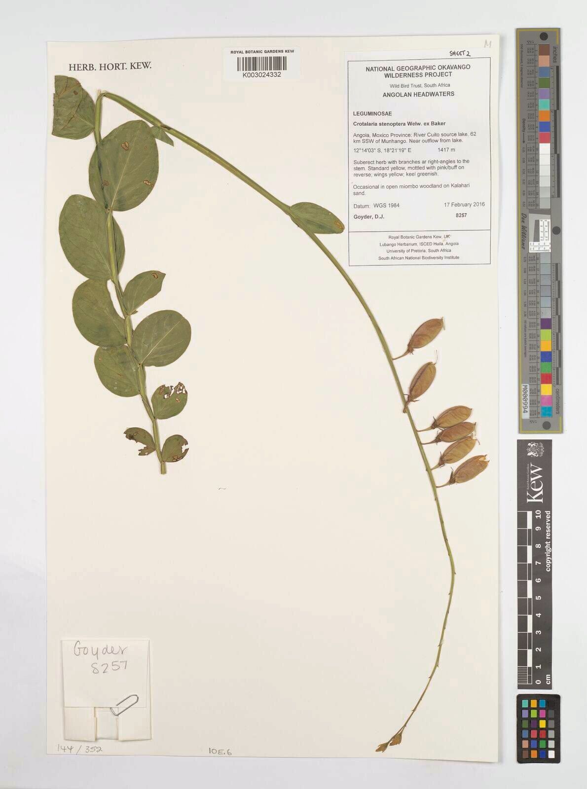 Crotalaria stenoptera — houseplant care guide