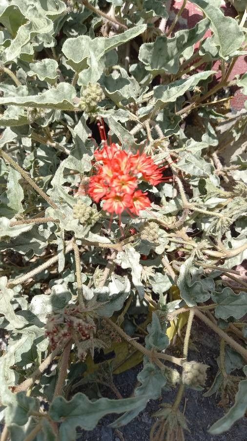 Nyctaginia capitata leaf