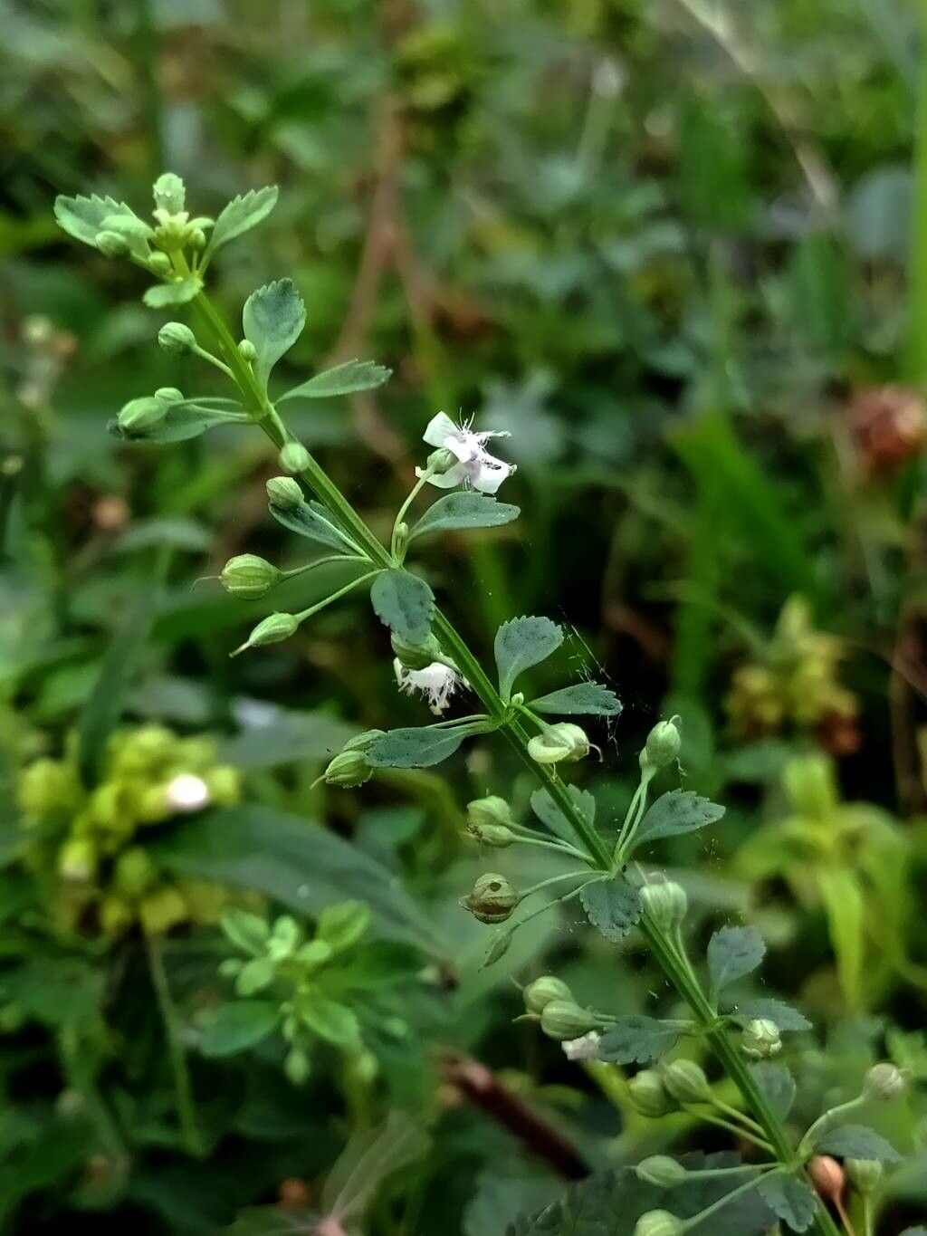 Scoparia dulcis flower