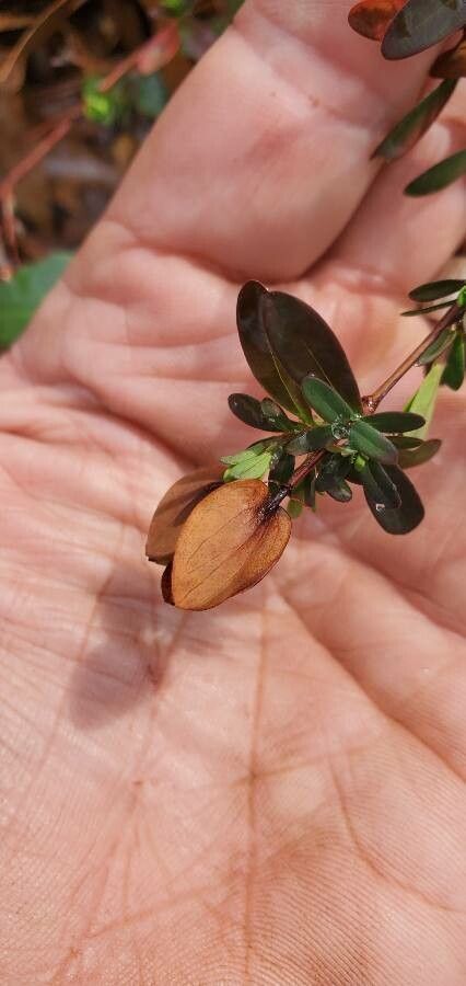 Hypericum hypericoides fruit