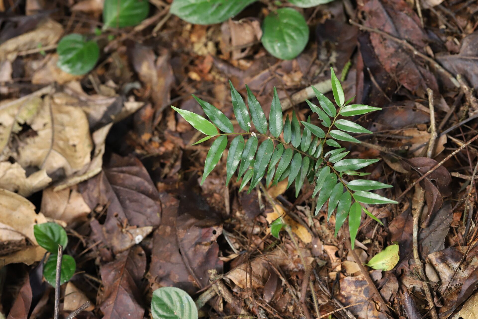 Xylopia wilwerthii — houseplant care guide