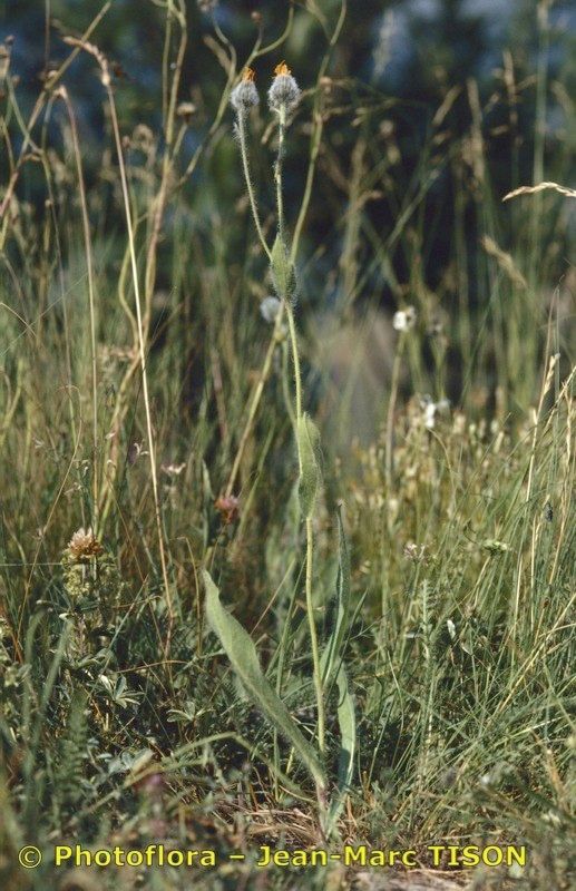 Hieracium tomentellum habit