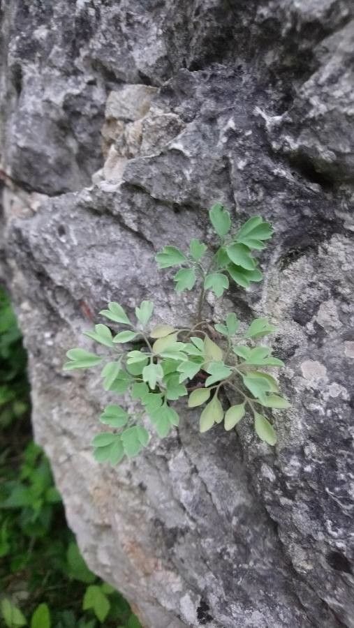 Corydalis ochroleuca — search result for 'Papaveraceae'