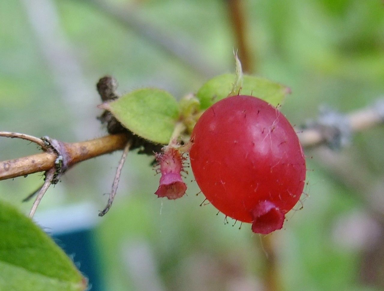 Lonicera gracilipes other